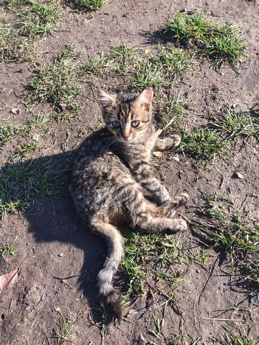 Два гарненькі котика, безкоштовно, 5,5 місяців