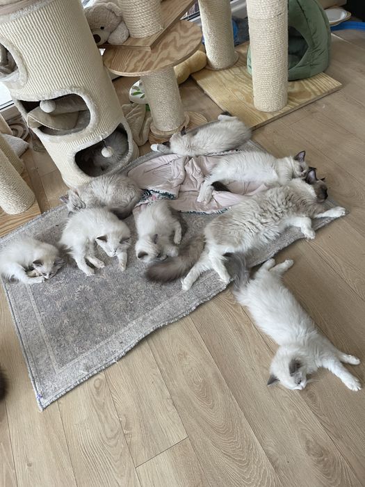 Ragdoll lynx seal blue przytulaski