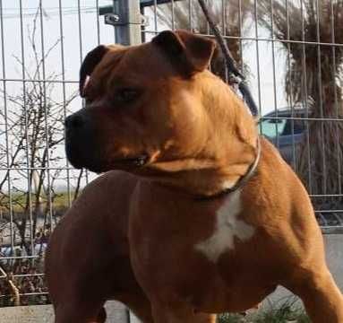Everlast ,mocny samiec Amstaff ZKwP FCI,  do rezerwacji