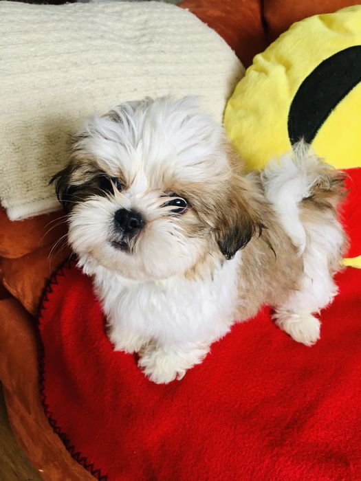 Shih tzu szczeniaczek