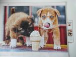 puzzle 500 elementów "Pora na lody!" stan bdb