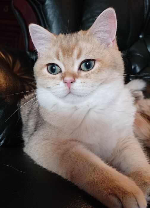 Dostępny -kocurek brytyjski krótkowłosy czarno-złoty