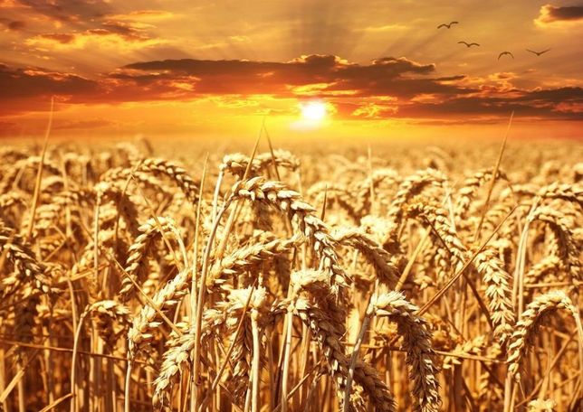 Пшениця урожай 2021