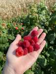 Ekologiczne maliny