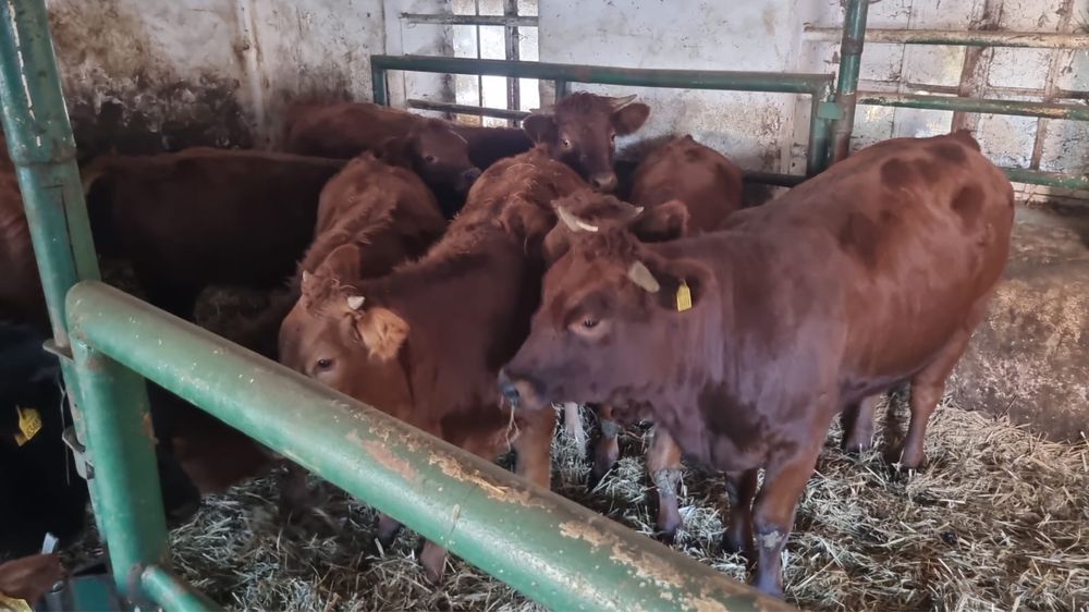 Odsady okolo 330 kg 18 byka 14 jalowki