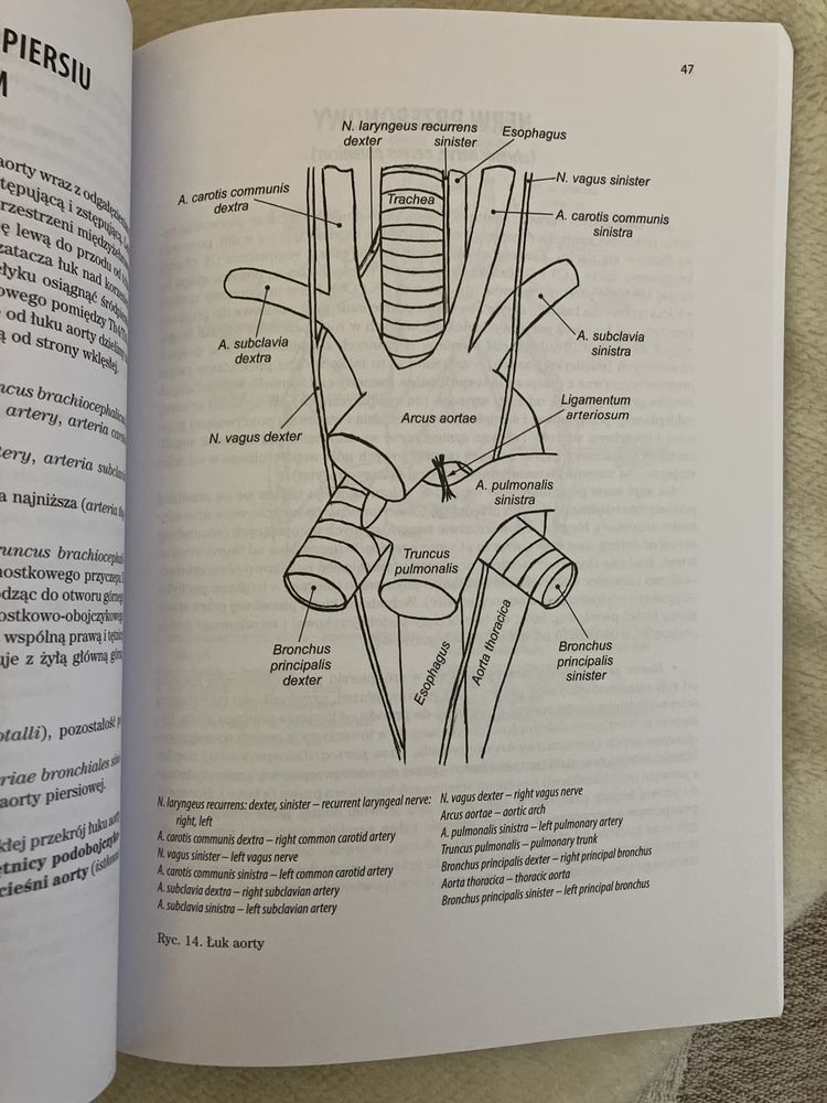 Anatomia prawidłowa człowieka- Klatka Piersiowa, Skawina