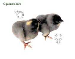 домінант блакитний інкубаційне яйце