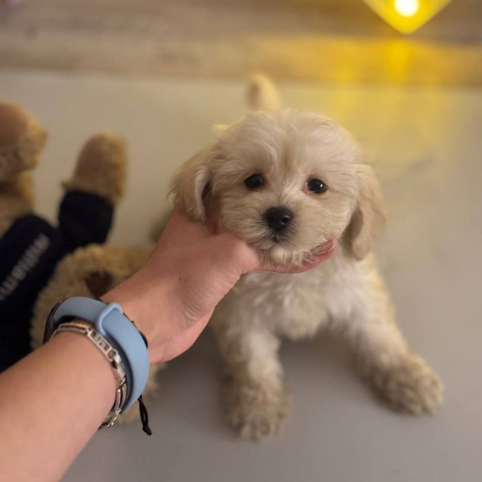 Мальтипу элитный малыш ф1