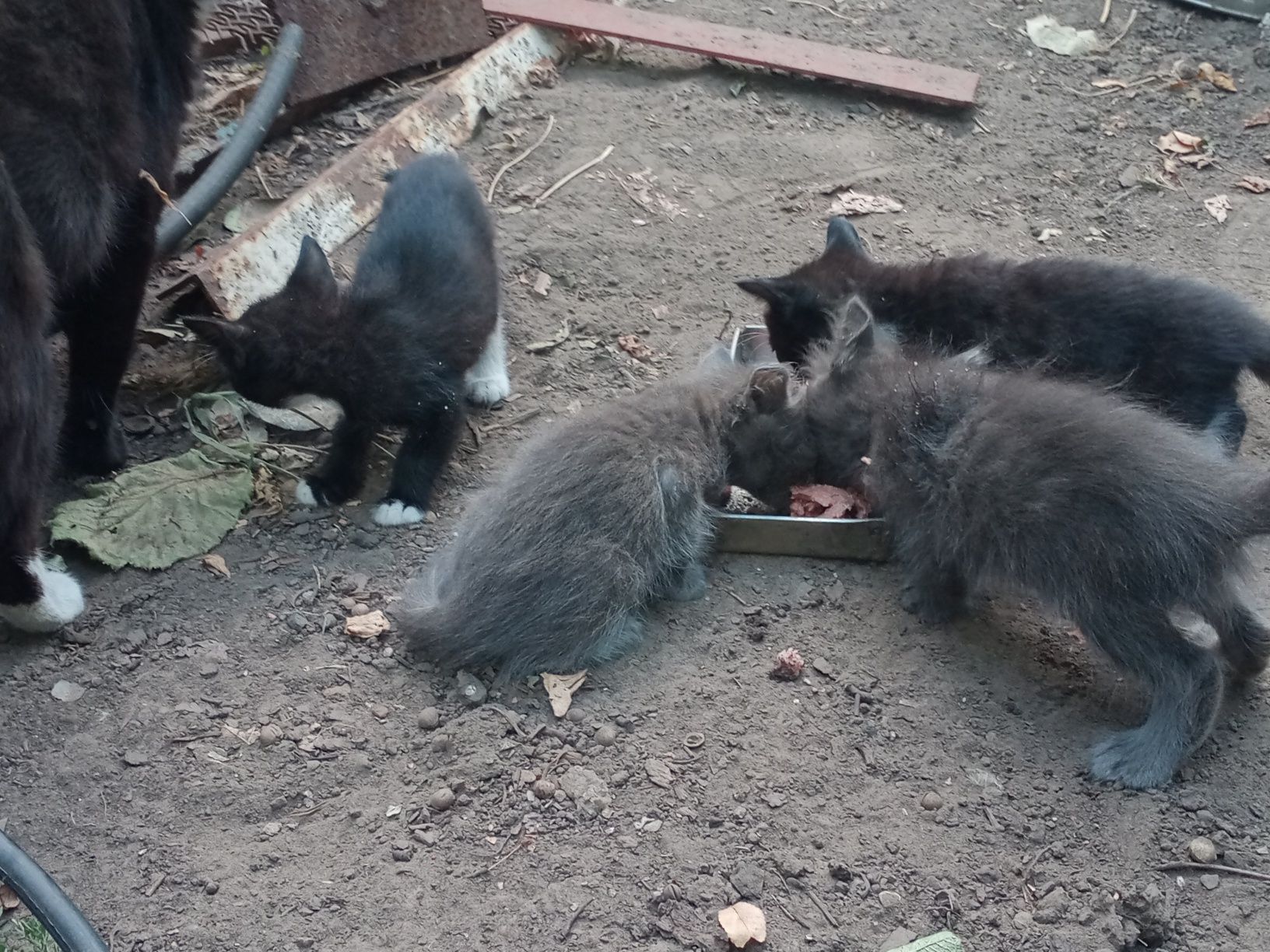 котята породистые