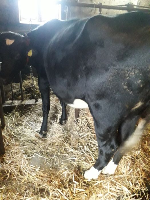 Jałówka wysokocielna