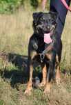 Florek do adopcji, schronisko Rybnik