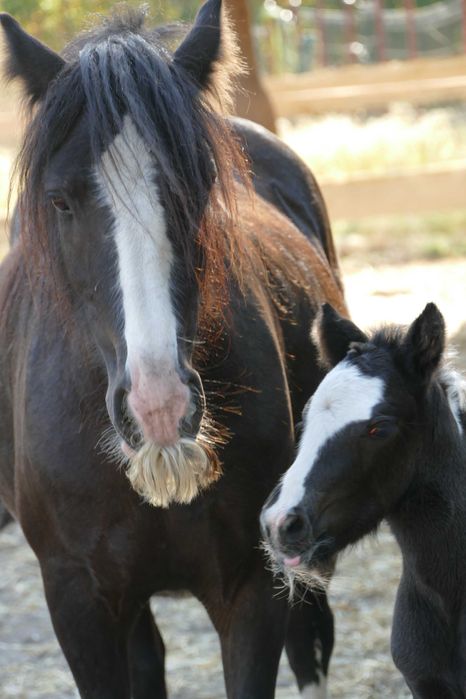 Ogierek Gypsy Cob 2025 r - pełen rodowód