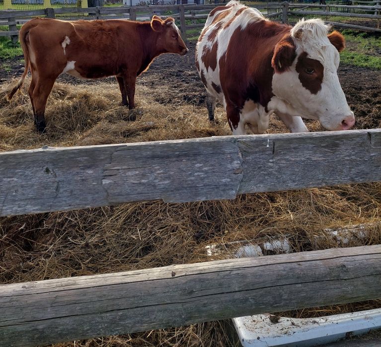 Obornik bydlęcy gnój nawóz 80zł za tonę