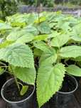Paulownia elongata