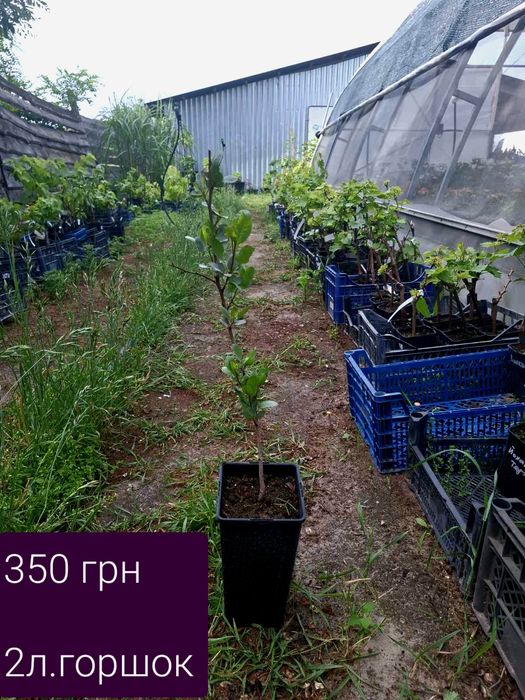 Фісташка Джамбо,Альбіна, Гірська Жемчужина