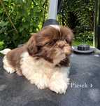 Piesek- Shih Tzu brązowo biały