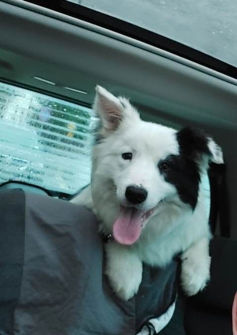 Border collie wyjątkowy