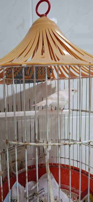 Vendo 2 Canários saudáveis e ativos