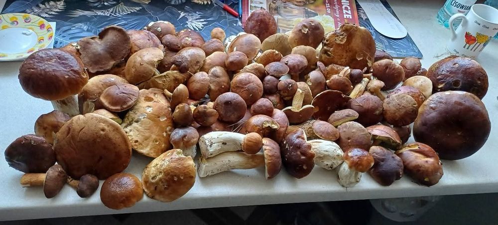 świeże podgrzybki i nie tylko