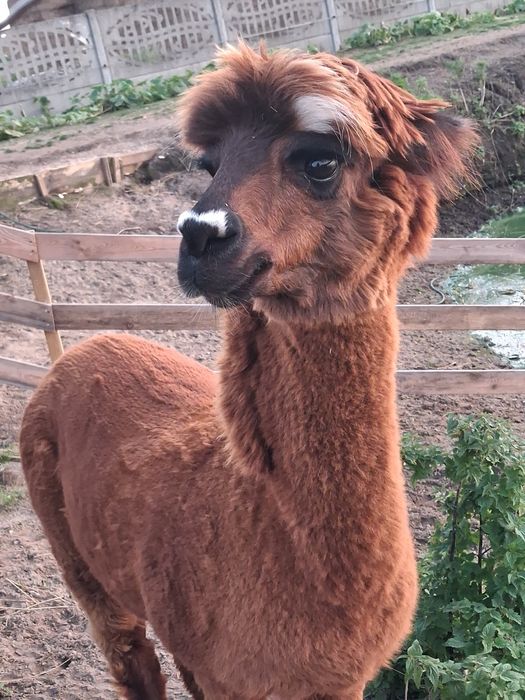 Piękny,mocny samiec alpaki, alpaka, reproduktor