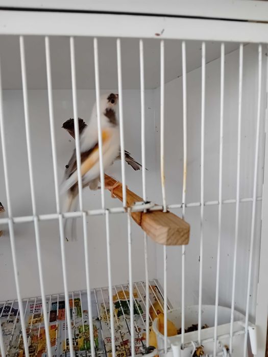 Canarios Arlequim Português