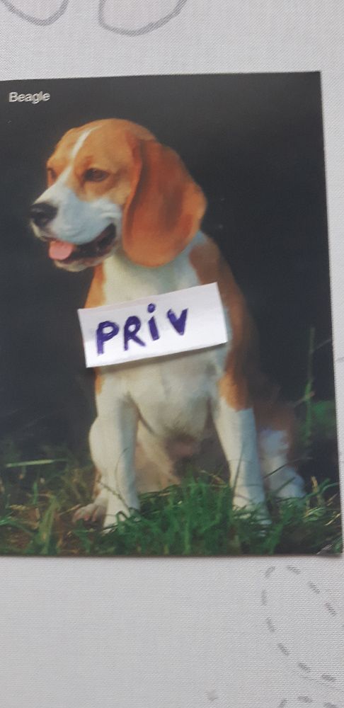 pocztówka z kolekcji psy -Beagle