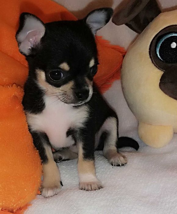 Chihuahua, zarezerwowana, xxs. czarna dziewczynka