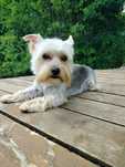 Yorkshire terrier reproduktor