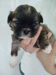 Sunia Shih Tzu z rodowodem