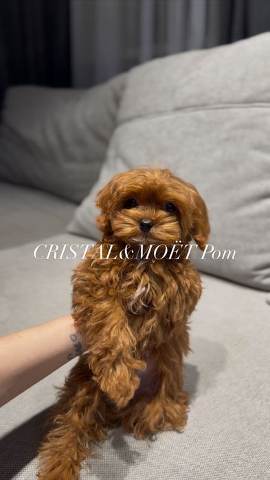 Мальчик Кавапу(мальтипу)Китай,тикап(супермини)редбраун,бебифейс