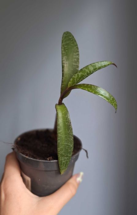 Ledebouria socialis, scilla violacea, Ledeburia kępiasta sukulent