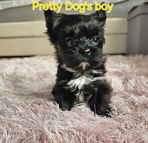 York Yorkshire terrier Black Czarny