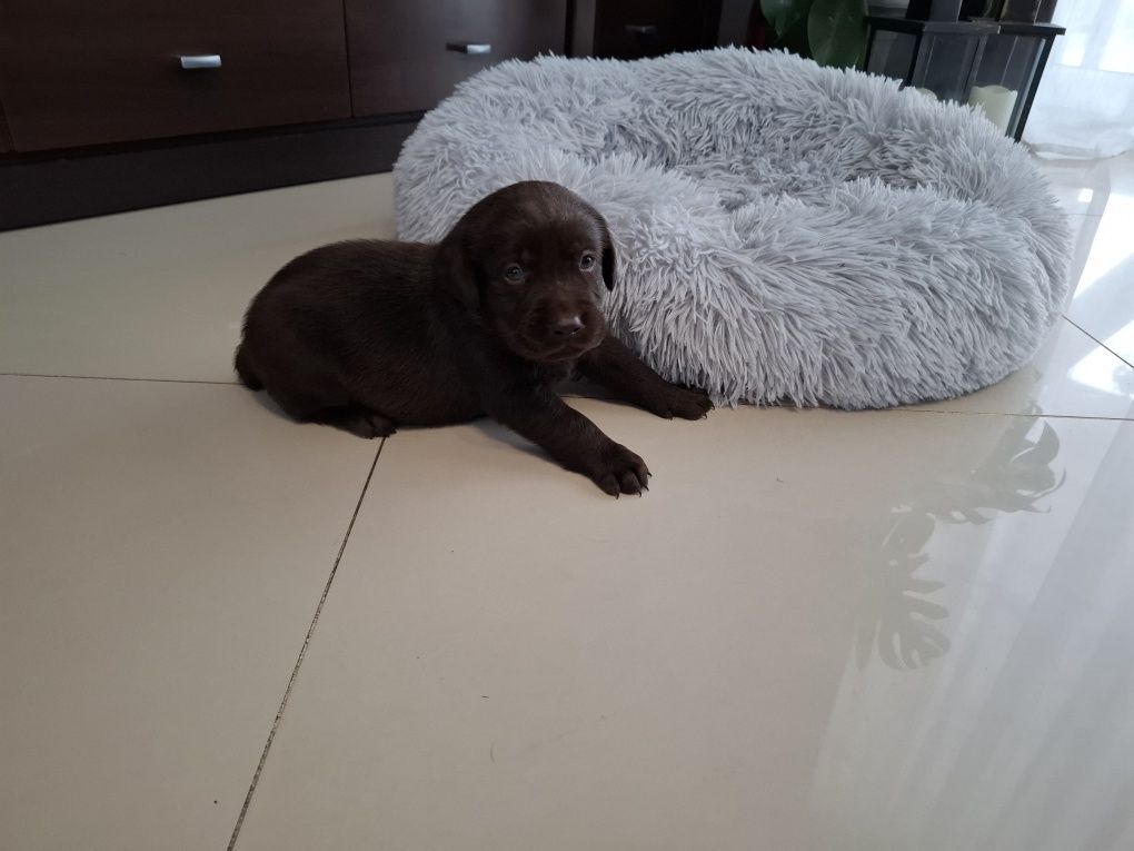 Labrador Retriever czekoladowy suczka