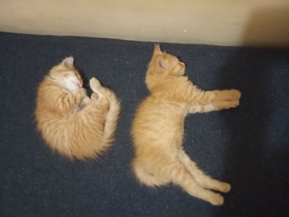 Дві руденькі кішечки шукають родину