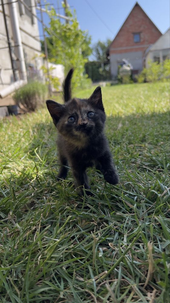 Віддаємо кошенят в добрі руки. Котики/киця/кіт/кошеня