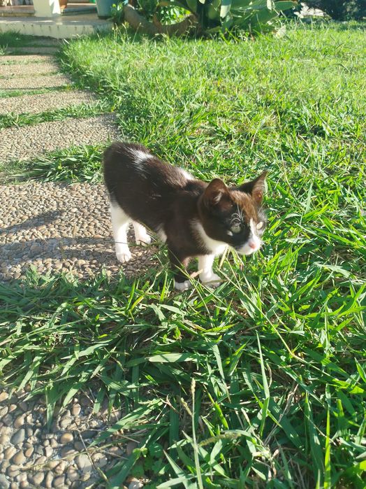 Gata pequena com cerca de 3 meses