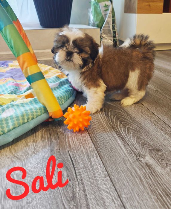 Shih Tzu - Sali - malutka ślicznotka