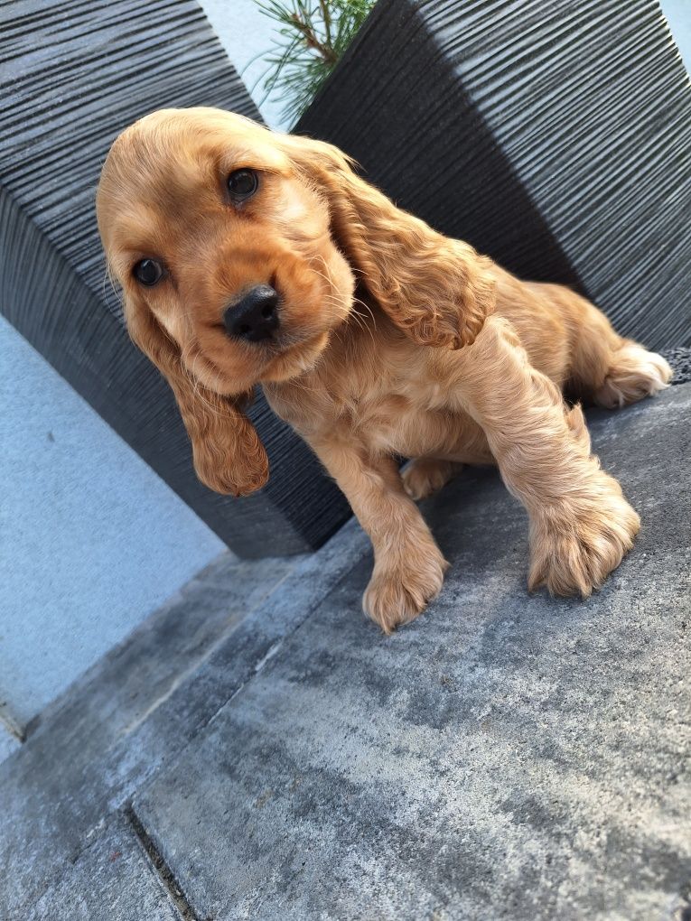 Cocker spaniel pies 8 tygodni
