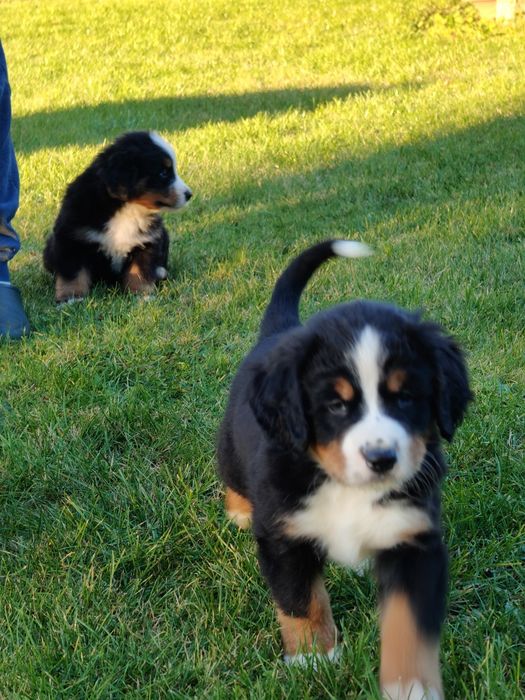 Sprzedam pieska Berneński Pies Pasterski