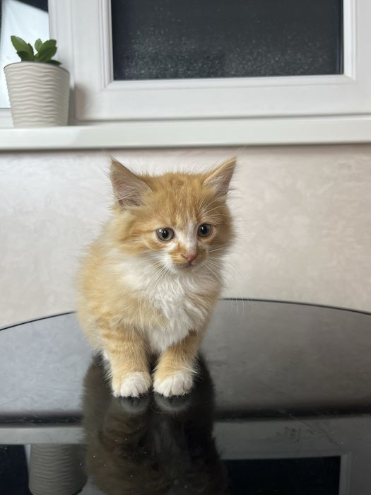 Кошеня в добрі руки безкоштовно