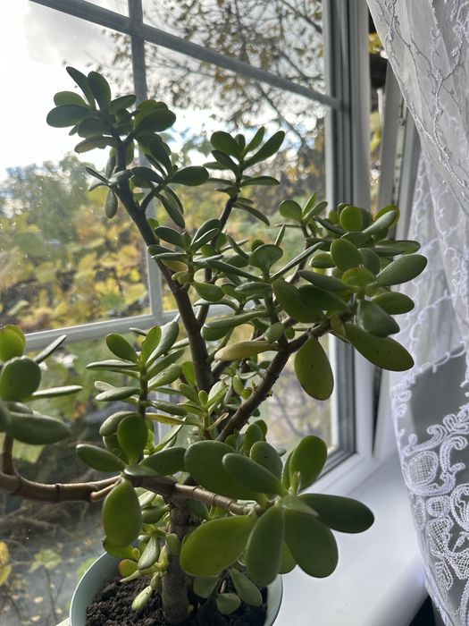 Крассула, денежное дерево