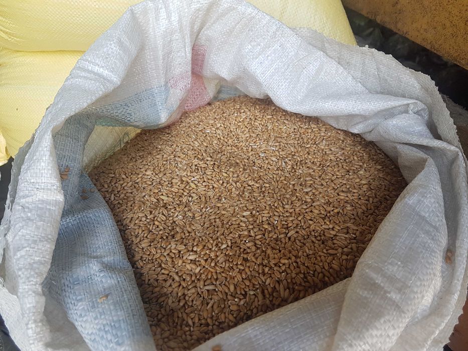 Sprzedam zboże workowane - pszenica ozima 90zł i jęczmień jary 100 zł