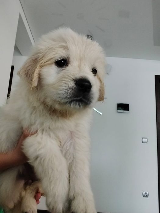 Golden Retriever Piesek