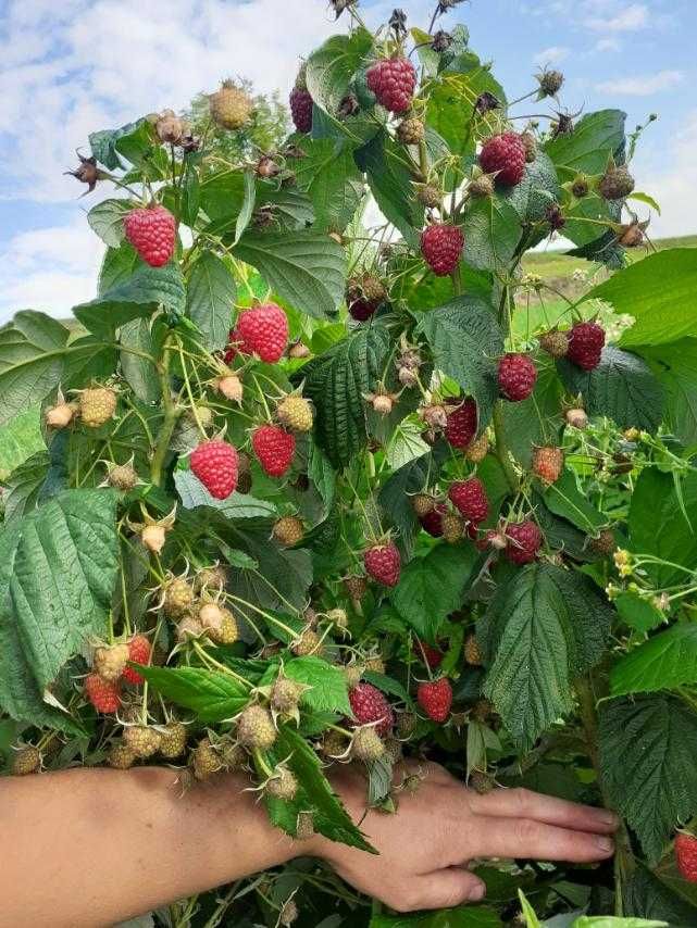 РОЗПРОДАЖ/Саджанці солодкої дуже родючої малини з гарною кореневою