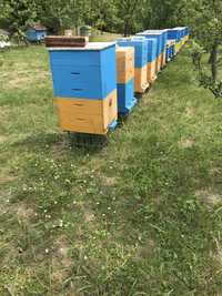 Вулики з бджолами