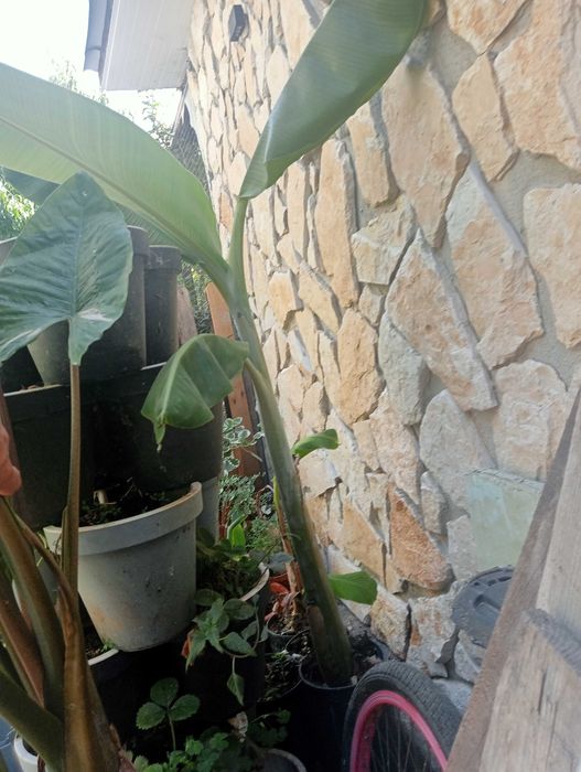 Bananeira enraizadas