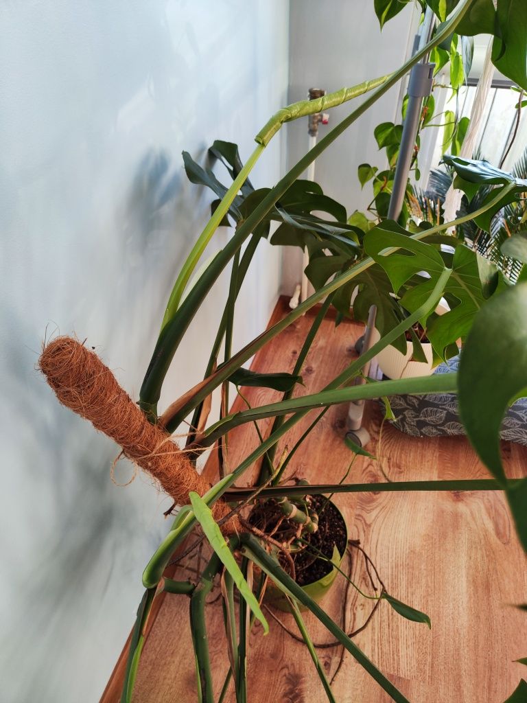 Monstera deliciosa