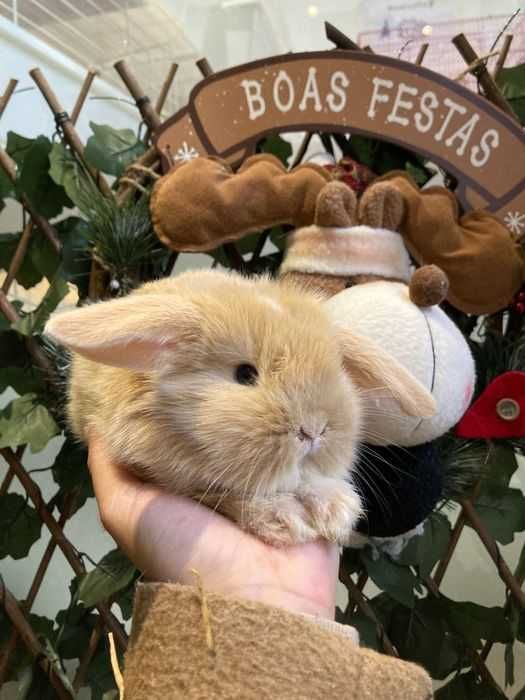 Coelhos Anões belier , orelhudos , mini loop ( LOJA ESPECIALIZADA )