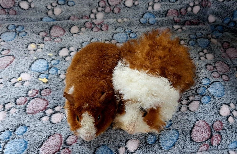 Świnki morskie samiczki Us Teddy