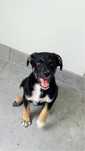 Alfonsik szczeniak do adopcji